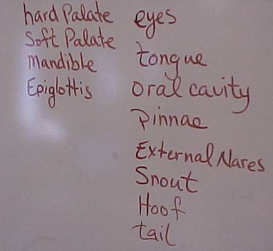 Science Room Whiteboard